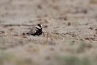 Skrivan obojkovy - Eremopterix nigriceps - Black-crowned Sparrow-Lark 0339